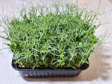 Микрозелень: Микрозелень и молодые травы в кассетах - Ассортимент: микрозелень — 21
