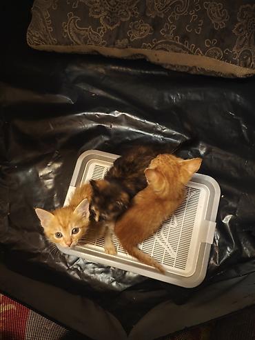 Мышыктар: Котята домашние,им 1.2 месяца, короткошёрстные. На фото — несколько — 4