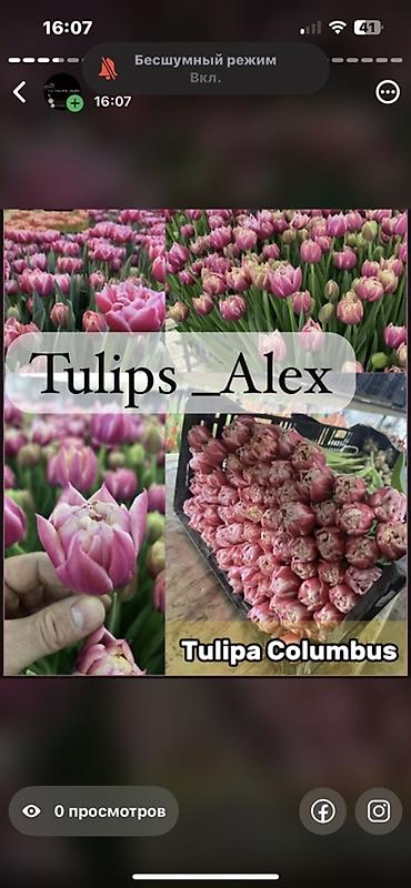 Цветы и букеты: Тюльпаны Tulips Alex💐🌷🌷 - Срезанные тюльпаны в упаковках по пучкам, в — 16
