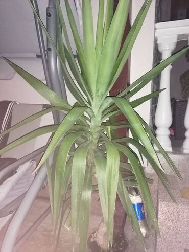 Ostale kućne biljke: Drvo života -Yucca Elephantipes Visine 1-2 m Drvo Zivota-Yucca — 13