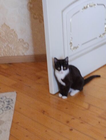 Pişiklər: Yaxşı əllərə — 2