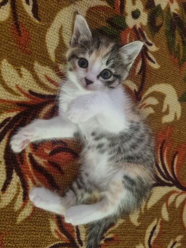 вислоухий сиамский кот: Отдадим прекрасного котёночка в заботливые руки. Это у нас милая