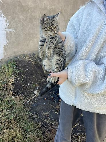 чёрные кошки: 4 месяца, Мальчик — 3