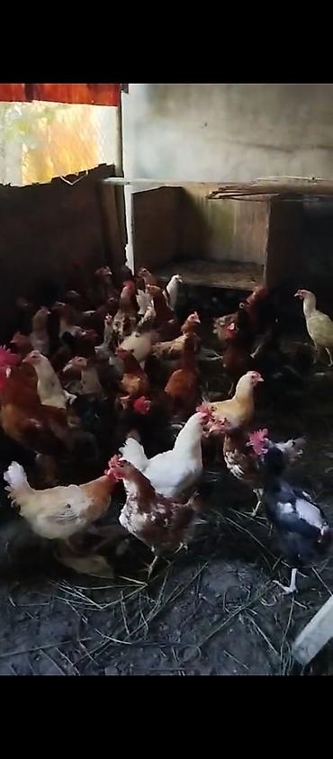 barter xoruz: Məhsul: 40 toyuq 15 xoruz çəkiləri balacalar 1.700-2 kilo arası — 1