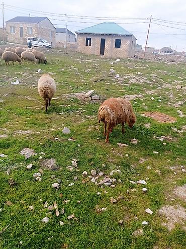 heyvan satilir: Salam.qoyunlar satılır tecılı 20 basdı bogazdilar bugüne sehere — 4