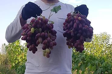 Продажа участков: 100 соток, Для бизнеса, Договор купли-продажи at lalafo.kg — 9 Продажа участков: 100 соток, Для бизнеса, Договор купли-продажи — 9