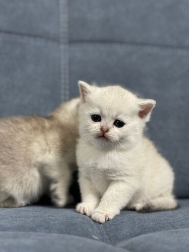 коты рыжие: Котята Британской Шиншилы. Возраст 1 месяц, 4 дня