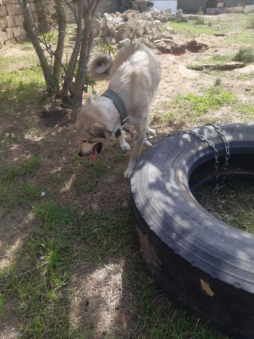 İtlər: KÖÇÜRÜK DEYƏ ÖZ İTLƏRİMDİ ETİBARLİ ƏLLƏRƏ VERİLİR SİYƏZƏNDƏN — 6