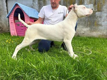 štenci na poklon novi sad: Zenkica Dogo Argentino Zenkica Dogo Argentino Na prodaju zenkica