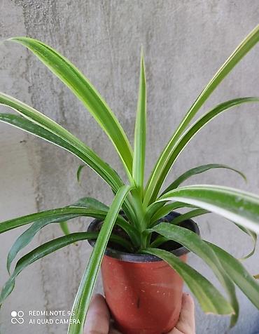 Другие комнатные растения: Хлорофитумы. распродажа Хлорофитум - можно по праву назвать — 7