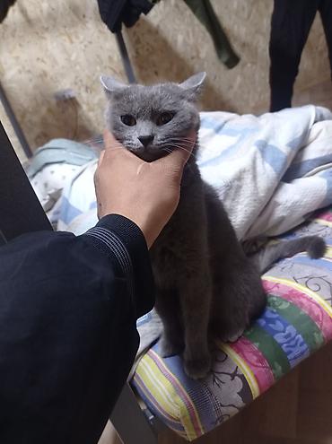 Мышык бекер берем: Кошка домашняя, короткошёрстная, окраса «blue» (однотонный серый) — 1