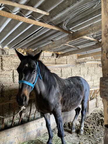 купить собаку ротвейлер: Согун бээ сатылат 3 туут