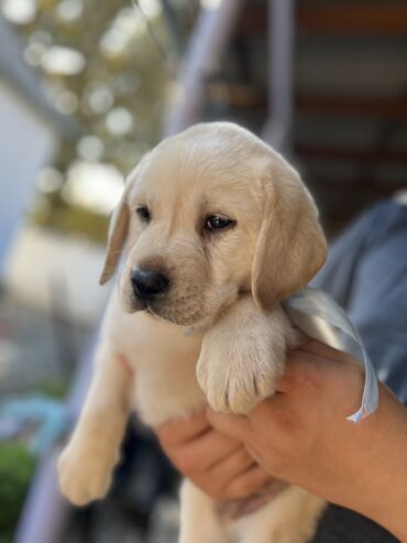 защита от собак: Продаются чистокровные щенки Лабрадор-Ретривер. Родились 4 апреля