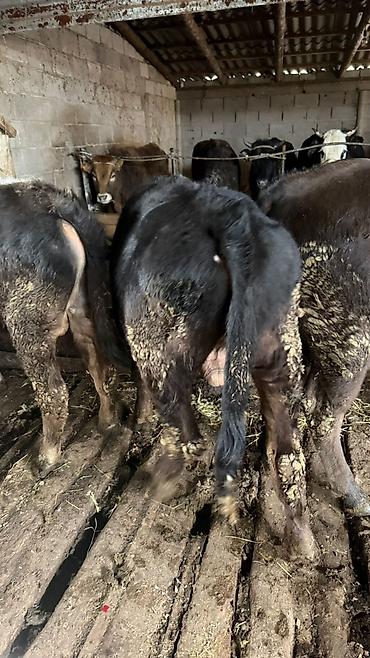 Коровы, быки: Продаю | Бык (самец) — 7