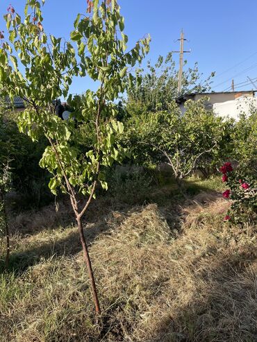 Bağ evlərinin satışı: Bakı, Binəqədi qəs., 500 kv. m, 6 otaqlı, Hovuzsuz, Kanalizasiya, Kombi, Telefon -da lalafo.az — 17 Bağ evlərinin satışı: Bakı, Binəqədi qəs., 500 kv. m, 6 otaqlı, Hovuzsuz, Kanalizasiya, Kombi, Telefon — 17