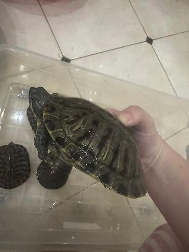 Другие с/х животные: Красноухие черепахи разные размеры - В наличии несколько особей, на — 10