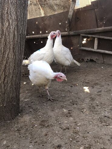 Hinduşka: Dişi, Damazlıq, Ünvandan götürmə — 5