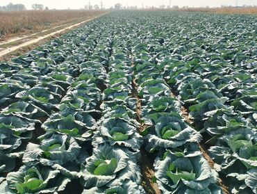 кола 1 литр цена бишкек: Капуста Ак капуста, Дүңүнөн