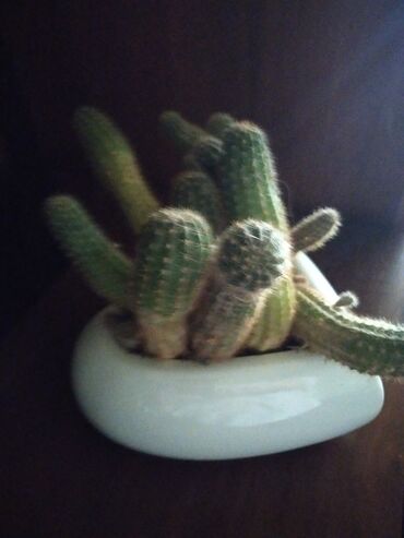 Kaktus: Gul dibcekle bir yerde
