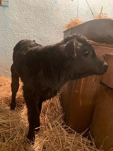 Коровы, быки: Продаю | Музоо, торпок | Ангус, Швицкая | На откорм, На забой, Для разведения | Племенные — 5