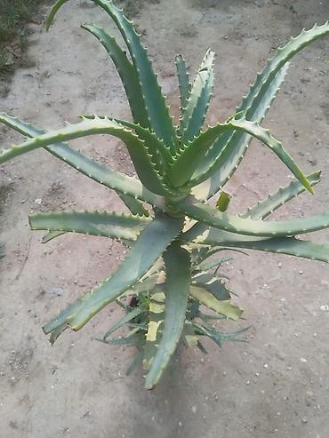 aloe vera: Aloe vera bitkisi - Növ: Aloe vera (sukkulent) - İstifadə — 1
