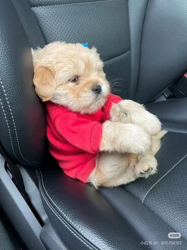 İtlər: Şpitz — 10