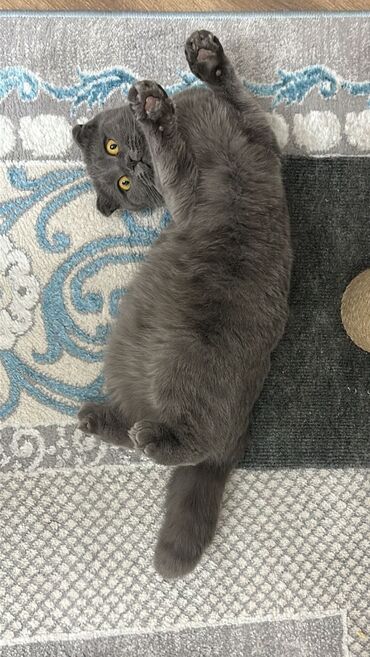 Pişiklər: Şotland, Dişi, Ünvandan götürmə — 7