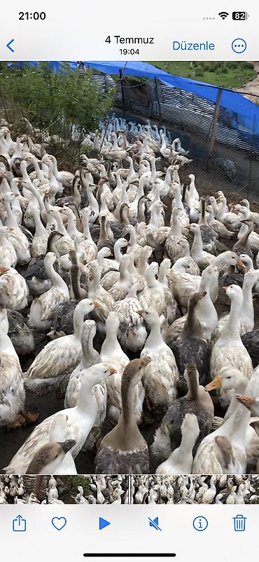 ətin qiyməti: Salam satlıq təbi kənt qazlardı real alcılar əlaqə saxlasın kiloynan — 6
