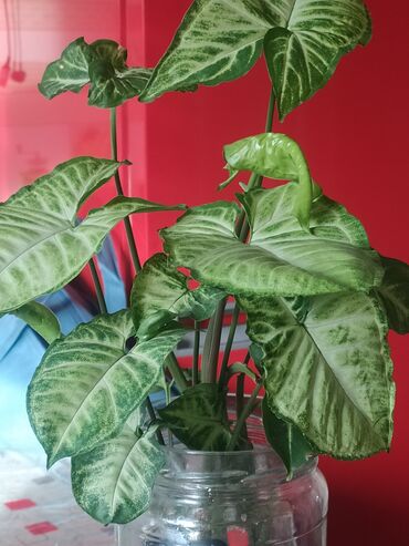 краска для шелкографии купить: Сингониум (Syngonium podophyllum) — черенки в воде с корнями. -