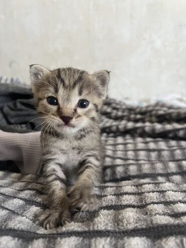 шотландская длинношерстная кошка: Котёночек мальчик, 2 недели,полукровка,смешан с европейским котом