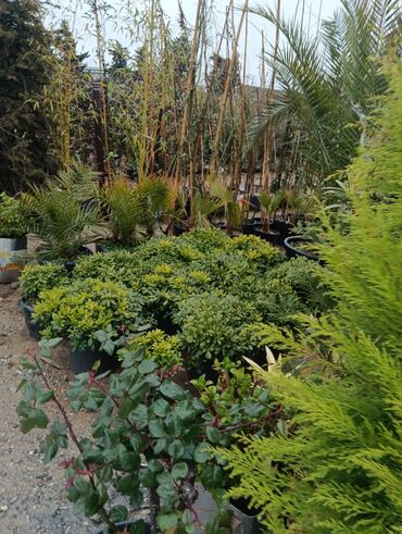 Torf: Gul cicek agaclar qazonlasrlma torf gubresi,perlit,torpaq,peyin — 5