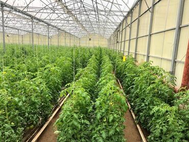 Kommersiya daşınmaz əmlakının satışı: Zirə Kəndi, 10 hektar sahəsi olan parnik satılır. 5 hektar yarım — 4