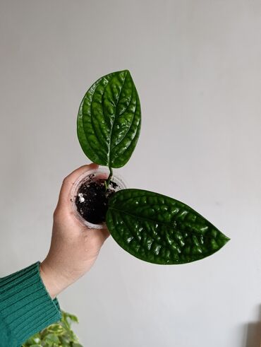 Эпипремнумы и сциндапсусы: Продаю. детки, черенки комнатных растений по 100 сом. Сциндапсус-пакет — 3