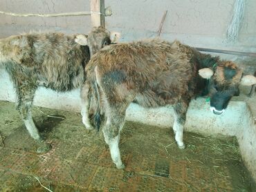 Коровы, быки: Продаю | Тёлка | Алатауская, Полукровка | Для разведения | После отела — 23