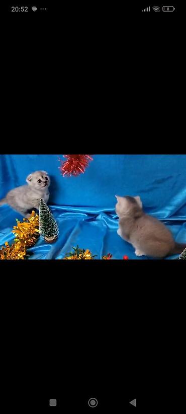 Кошки: Британская, Самка, Самец, В добрые руки, Платная доставка, Самовывоз, Доставка в районы — 5