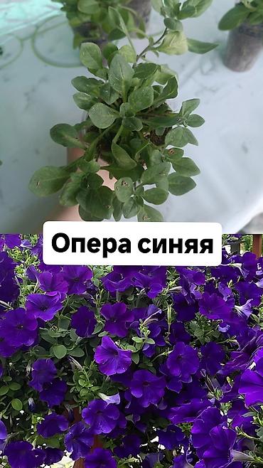 Другие садовые цветы и кустарники: Самовывоз — 4