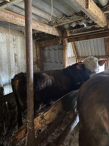 Коровы, быки: Продаю | Бык (самец) | На откорм | Привязанные — 6