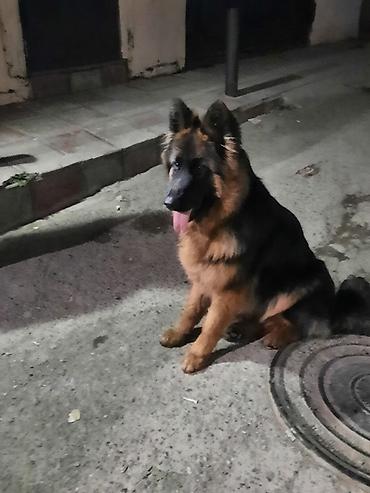 sibirski afcarka: Alman çoban iti, 7 ay, Dişi, Sənədli, Ünvandan götürmə — 2