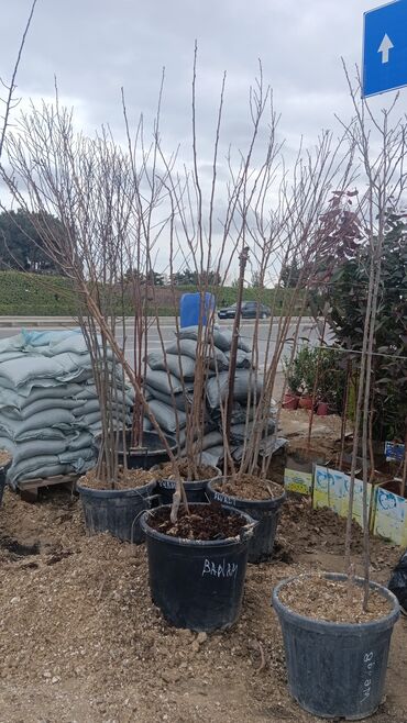 Şitillər: Torf gubresinn satisi ve dekarativ agaclarin satsi qazon torf torpaq -da lalafo.az — 7 Şitillər: Torf gubresinn satisi ve dekarativ agaclarin satsi qazon torf torpaq — 7