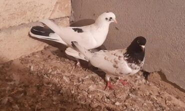 goyercin berde: Salam ikiside erkeydi çəp keçen yay 4 saata kimi uçub ve ikiside