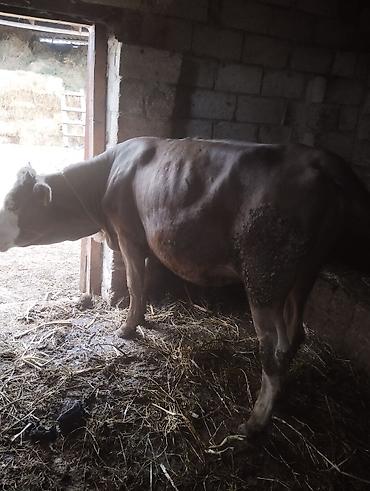 Inəklər, öküzlər: Dişi, Simental, il: 1, 300 kq, Damazlıq — 4