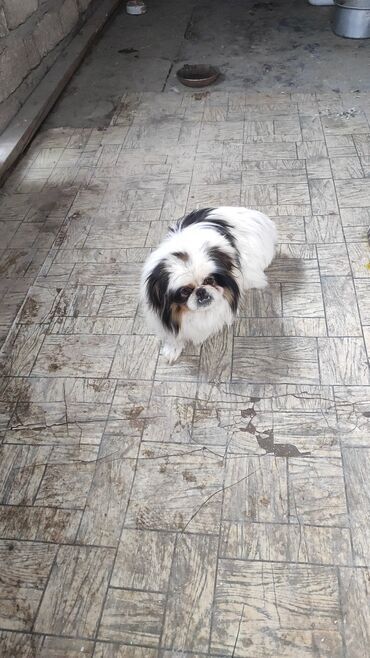 İtlər: Pekines, 2 il, Erkek, Peyvəndli, Pulsuz çatdırılma