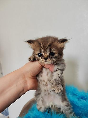 Кошки: Золотая шиншилла, Самец, Самка — 9