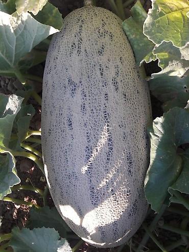 Удобрения и садовая химия: Удобрение Самовывоз — 10