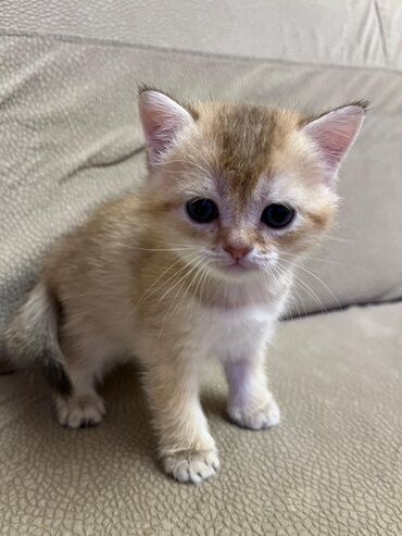 Pişiklər: Britan, Erkək, Dişi, Yaxşı əllərə, Ünvandan götürmə, Pulsuz çatdırılma, Ödənişli çatdırılma — 1