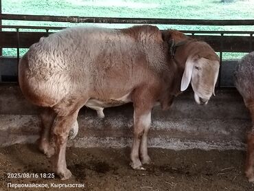 ножницы для стрижки баран: Продаю | Баран (самец) | Арашан | Для разведения | Племенные
