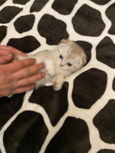 Pişiklər: Britan yastı qulaq, Erkək, Dişi, Yaxşı əllərə, Ünvandan götürmə, Pulsuz çatdırılma, Ödənişli çatdırılma — 62