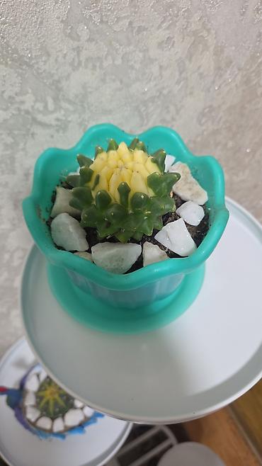 Кактусы: Эхинопсисы в горшках - Род: Echinopsis (кактусы-шаровидной формы с — 9