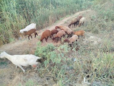 balali inekler: Erkək, Qala, il: 1, 25 kq, Damazlıq, Ünvandan götürmə