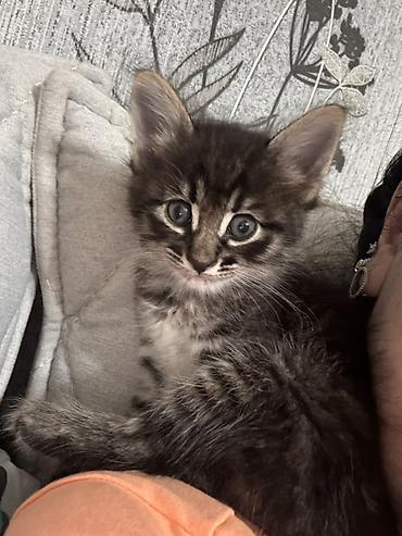 Tabbi, Dişi, Yaxşı əllərə, Ünvandan götürmə lalafo.az -da Tabbi, Dişi, Yaxşı əllərə, Ünvandan götürmə